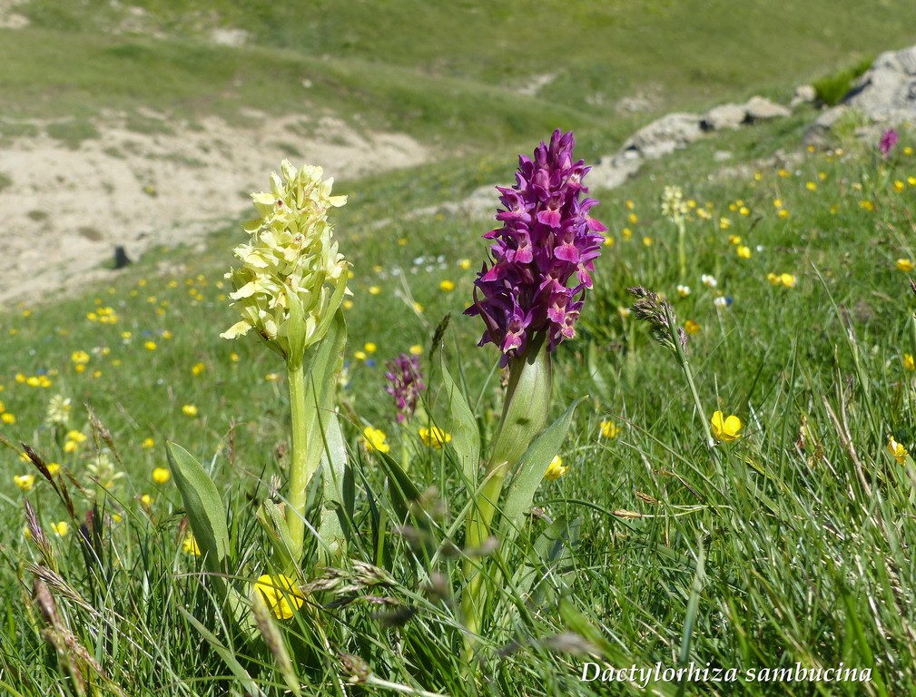 Monti della Laga, N.widderi, P.albida var. tricuspis e altre orchidee 27 giugno 2015